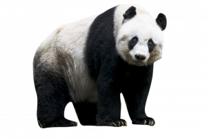 panda_PNG8.png
