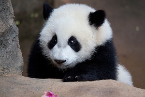 panda3.jpg