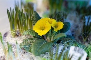 Весенние цветы в Ельцин Центре