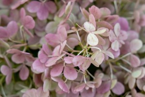 Сад трав: из прошлого в будущее