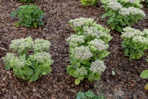 Сад трав: из прошлого в будущее