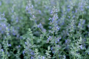 Сад трав: из прошлого в будущее