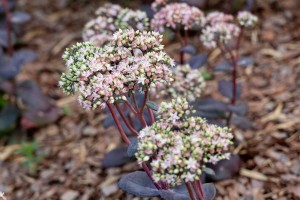 Сад трав: из прошлого в будущее