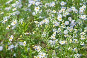 Сад трав: из прошлого в будущее