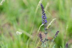 Сад трав: из прошлого в будущее