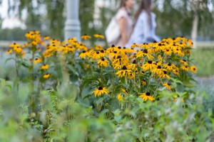 Сад трав: из прошлого в будущее