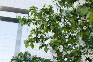 Летний фасад Ельцин Центра