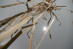 Выставка «Сады Рейшера»