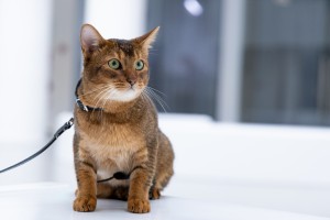 Кот и пёс в Ельцин Центре