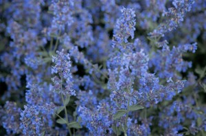 Экскурсия Ильи Гомыранова по Саду трав