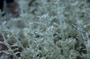 Экскурсия Ильи Гомыранова по Саду трав