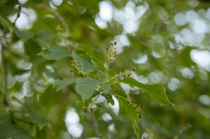 Экскурсия Ильи Гомыранова по Саду трав