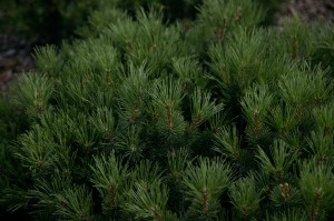 Экскурсия Ильи Гомыранова по Саду трав