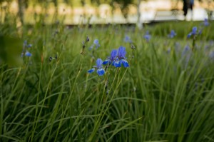 Экскурсия Ильи Гомыранова по Саду трав