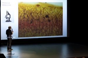 «Мозги, да и только»: лекция нейробиолога, профессора Сколковского института науки и технологий Филиппа Хайтовича