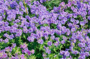 Сад трав. Илья Гомыранов. Многоногие соседи. Путешествие в микромир