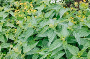 Сад трав. Илья Гомыранов. Многоногие соседи. Путешествие в микромир