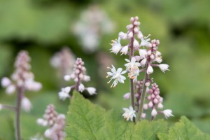 Сад трав. Тиарелла