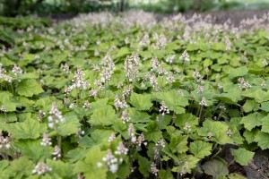 Сад трав. Тиарелла