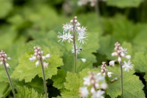 Сад трав. Тиарелла