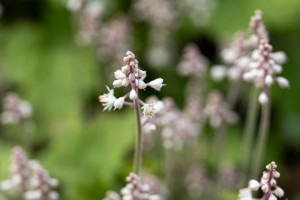 Сад трав. Тиарелла