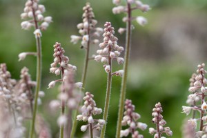 Сад трав. Тиарелла