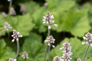 Сад трав. Тиарелла