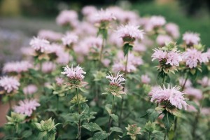 Свобода творчества в Саду трав. Музейная мастерская