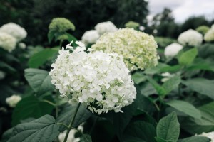 Свобода творчества в Саду трав. Музейная мастерская