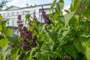 Усадьба Долгоруковых-Бобринских на Малой Никитской в Москве