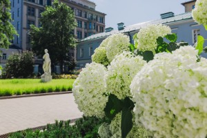 Усадьба Долгоруковых-Бобринских. Розы. 3 июня