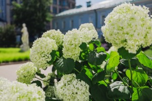 Усадьба Долгоруковых-Бобринских. Розы. 3 июня