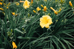 Свобода творчества в Саду трав. Занятие для незрячих и слабовидящих посетителей