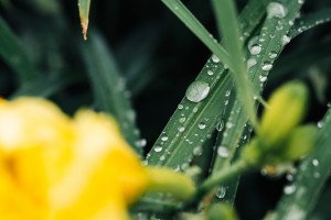 Свобода творчества в Саду трав. Занятие для незрячих и слабовидящих посетителей