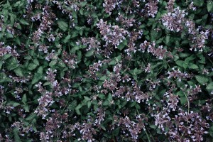 Свобода творчества в Саду трав. Занятие для незрячих и слабовидящих посетителей