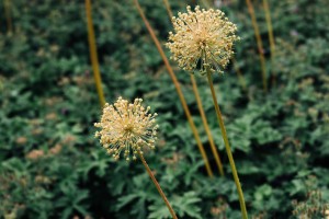 Свобода творчества в Саду трав. Занятие для незрячих и слабовидящих посетителей