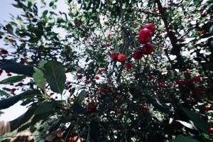 Экскурсия «От музейной витрины до сысертской рябины»