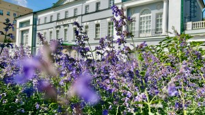 Усадьба. Клумбы с розами, чубушником, котовником