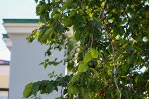 «Выходные на Никитской». Экскурсия «Наши незаметные соседи: микропутешествие по приусадебному саду»
