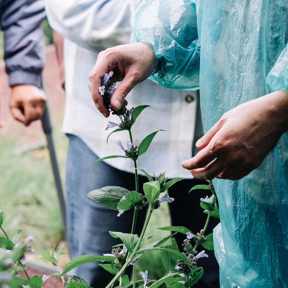 И в непогоду: свобода творчества в Саду трав