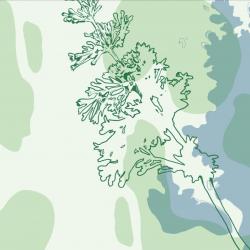 Алена Третьякова. Что растёт в городе?