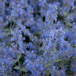 Вокруг Ельцин Центра за 60 минут и два века: в фокусе – Сад трав