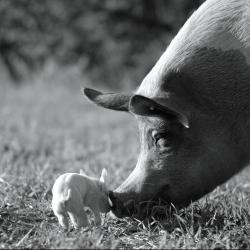 Гунда. Показ фильма и zoom-обсуждение с режиссером