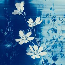 Прокофьев. Редкие цветы