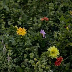 «Зелёный» своп растений