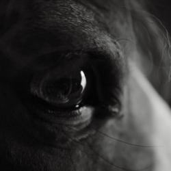 «Первая любовь» и «Бог Дьёсёгёй»