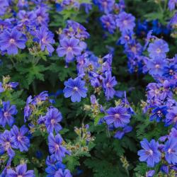 Сад трав в июле: лекции, экскурсии, мастер-классы