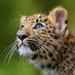 Красное и черное