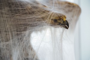 Выставка Жульена Сало «Звездные Арахнеи»