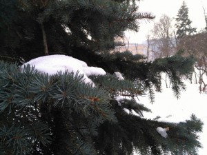 елки шарики иголки новый год